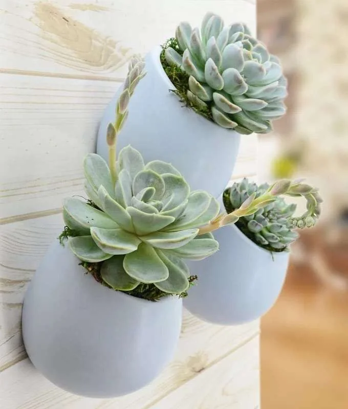Best Wall Planters, Outdoor Wall Hanging Planters, Wall Planters Indoor, Wall Mounted Planters, Ceramic Wall Planters