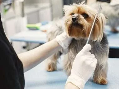 Best Dog Grooming Products