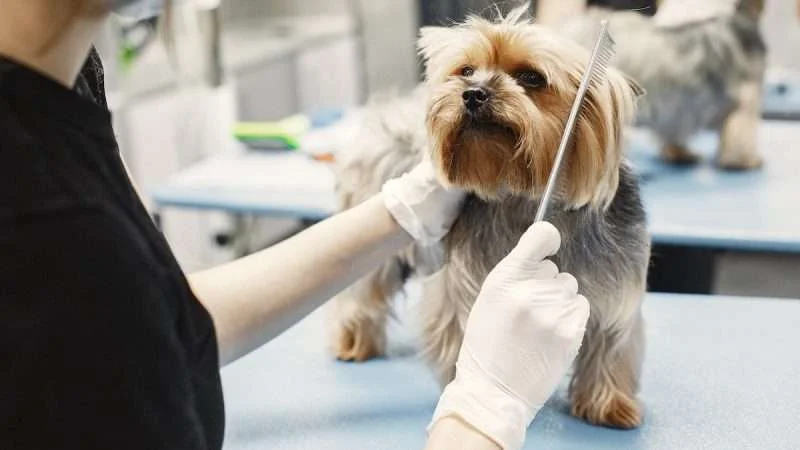 Best Dog Grooming Products