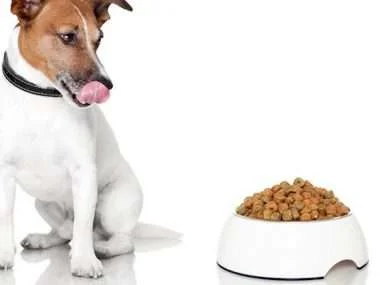 Best Dry Dog Foods, Dry Foods for Dogs