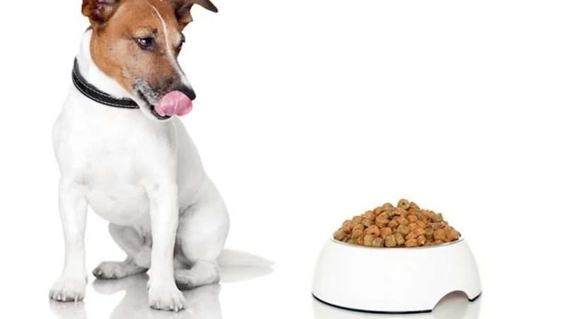 Best Dry Dog Foods, Dry Foods for Dogs